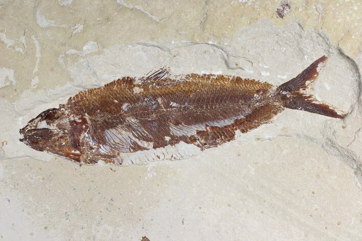 Cretaceous Fossil Fish (Osmeroides) - Hakel, Lebanon #173161